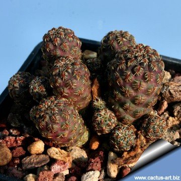 2464 cactus-art Cactus Art